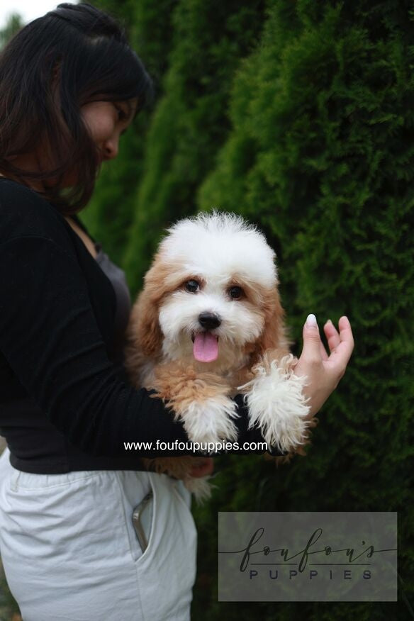 A small fluffy puppy with white and light brown fur is being held by a woman wearing a black top and white pants, with a green hedge in the background. Watermarks for &