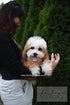 A small fluffy puppy with white and light brown fur is being held by a woman wearing a black top and white pants, with a green hedge in the background. Watermarks for &