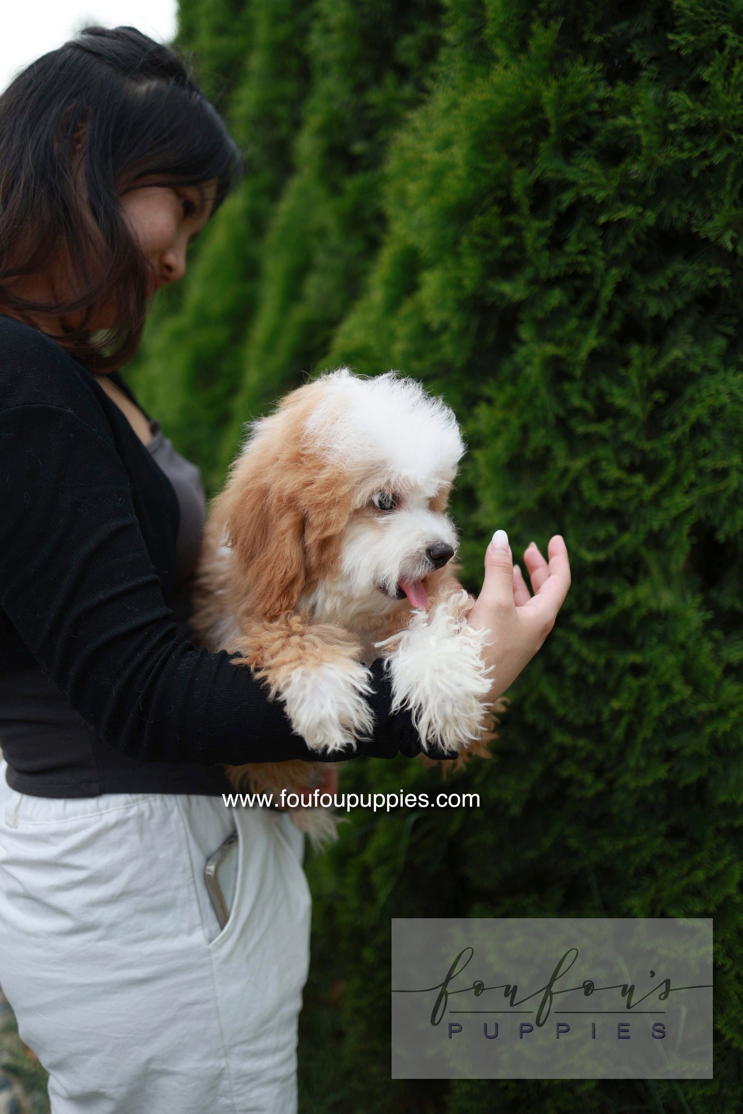 Barney - Golden Doodle M.