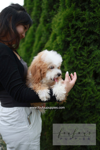 Barney - Golden Doodle M.