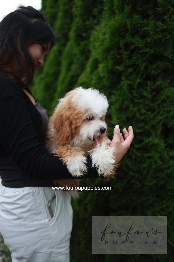 Barney - Golden Doodle M.