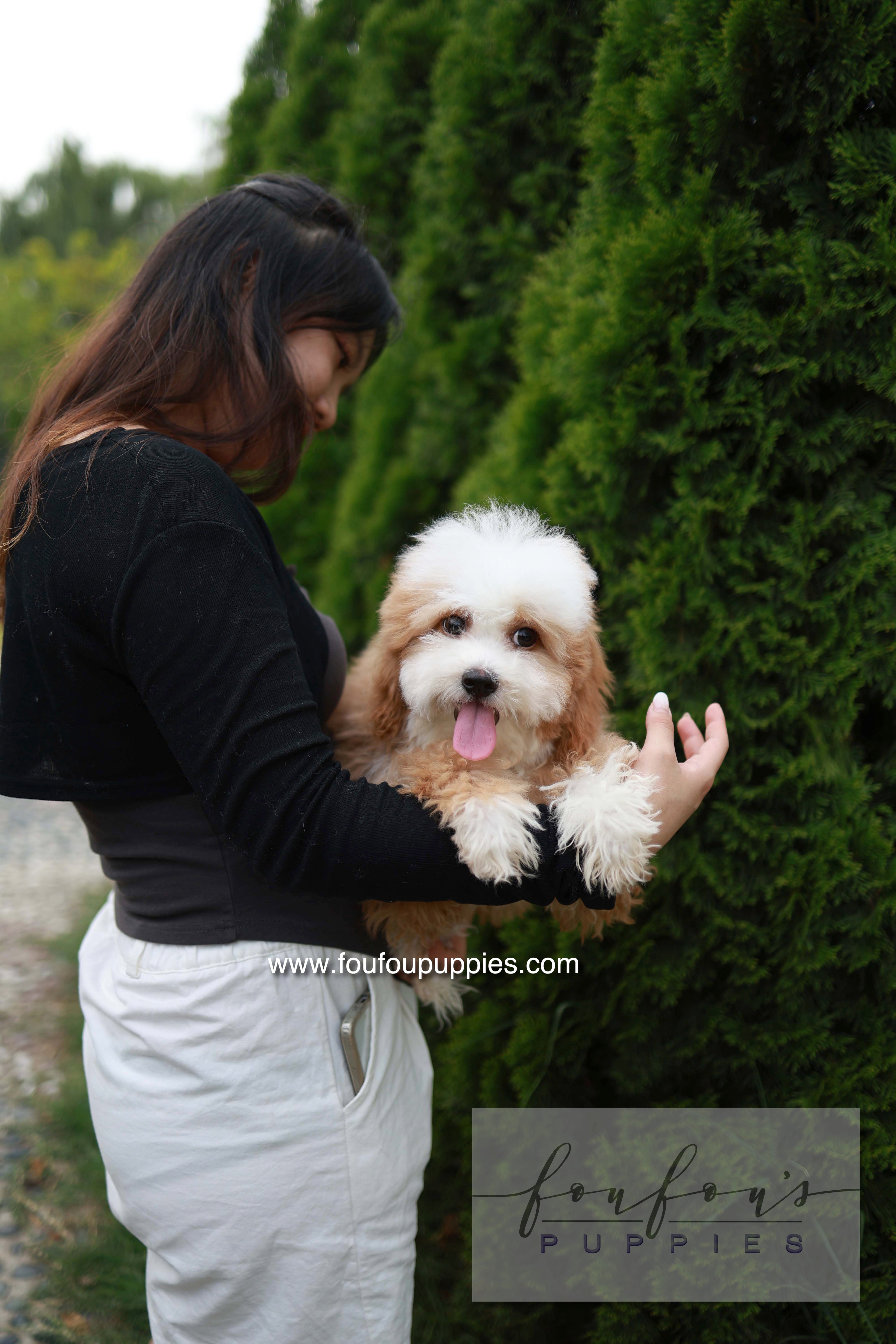 Barney - Golden Doodle M.