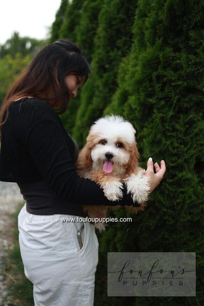 Barney - Golden Doodle M.