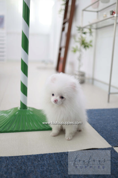 Blue - Pomeranian M.