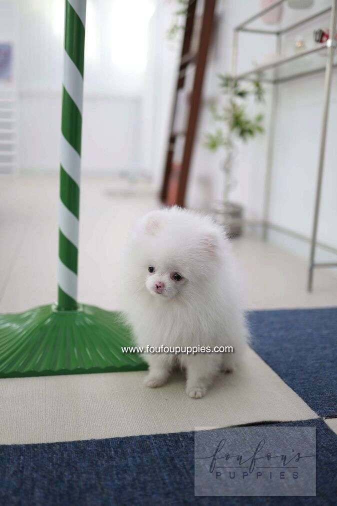 A fluffy white Pomeranian puppy standing on a beige mat in a bright indoor room, with a green-and-white striped pole on the left and a blue rug beneath it.