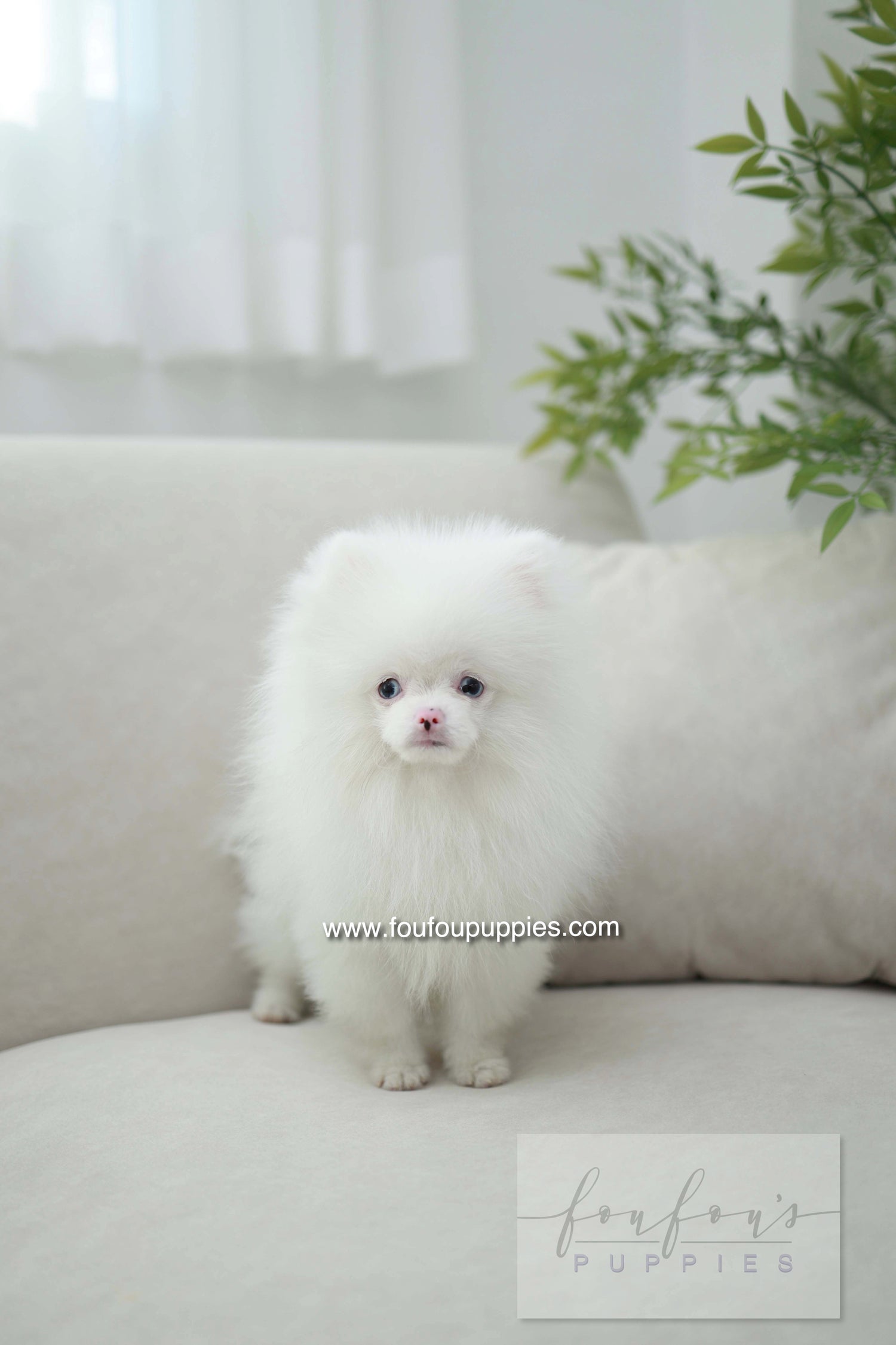 Blue - Pomeranian M.