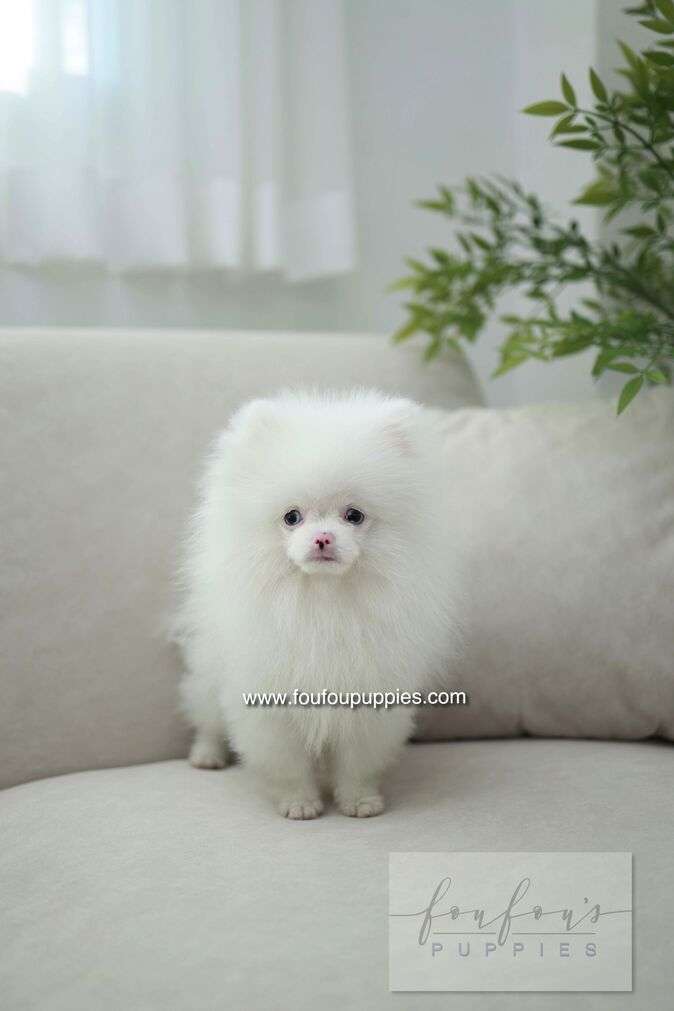 Blue - Pomeranian M.