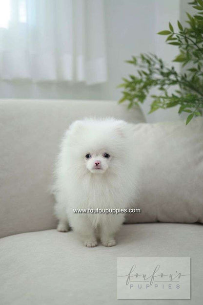 Blue - Pomeranian M.