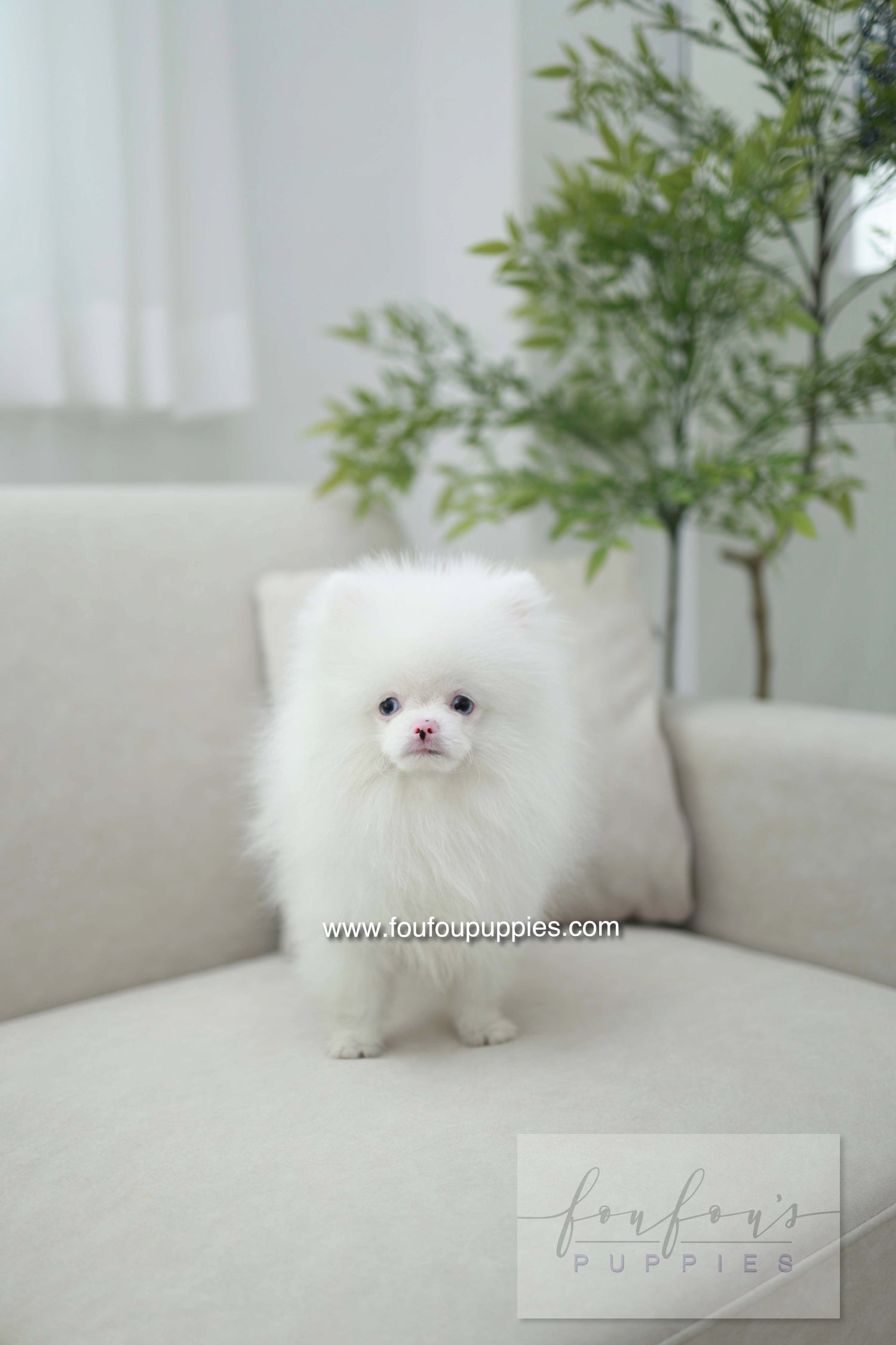 Blue - Pomeranian M.
