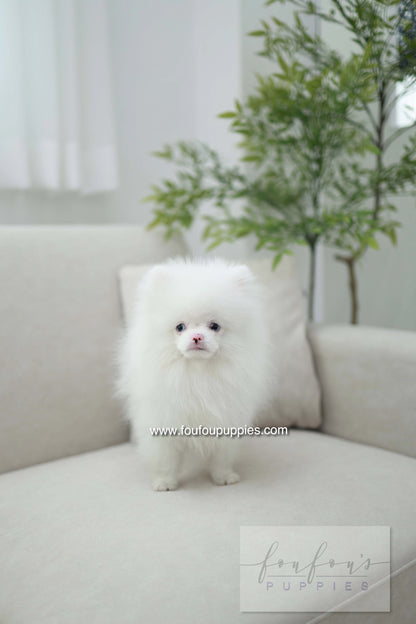 Blue - Pomeranian M.