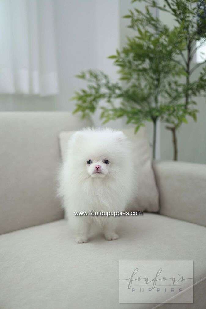 Blue - Pomeranian M.