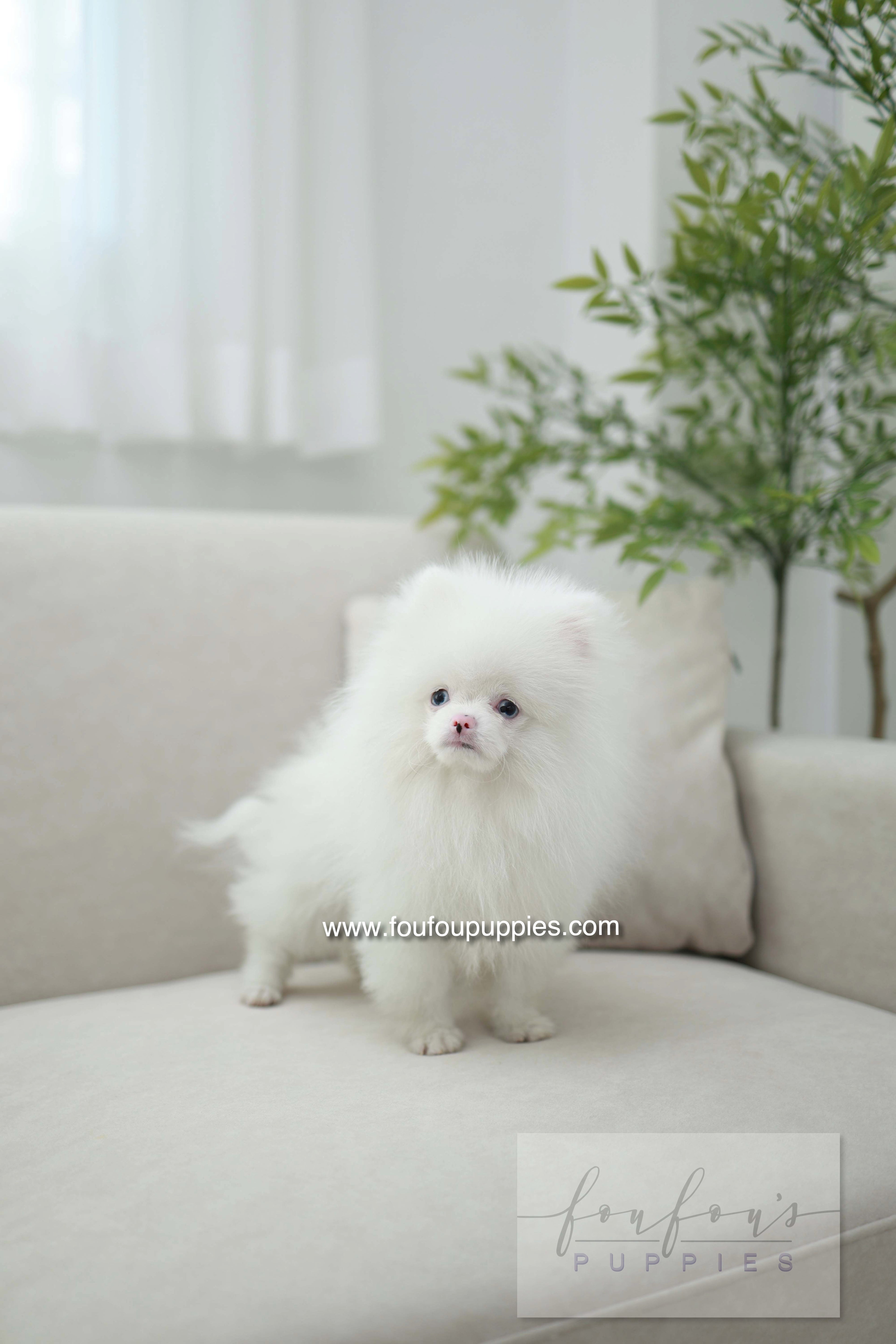 Blue - Pomeranian M.