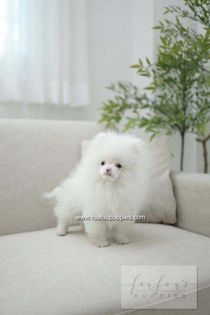 Blue - Pomeranian M.