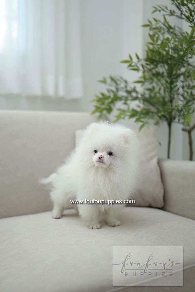 Blue - Pomeranian M.