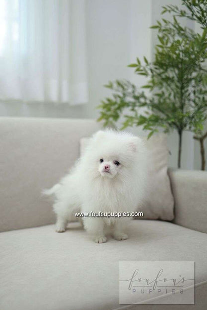 Blue - Pomeranian M.