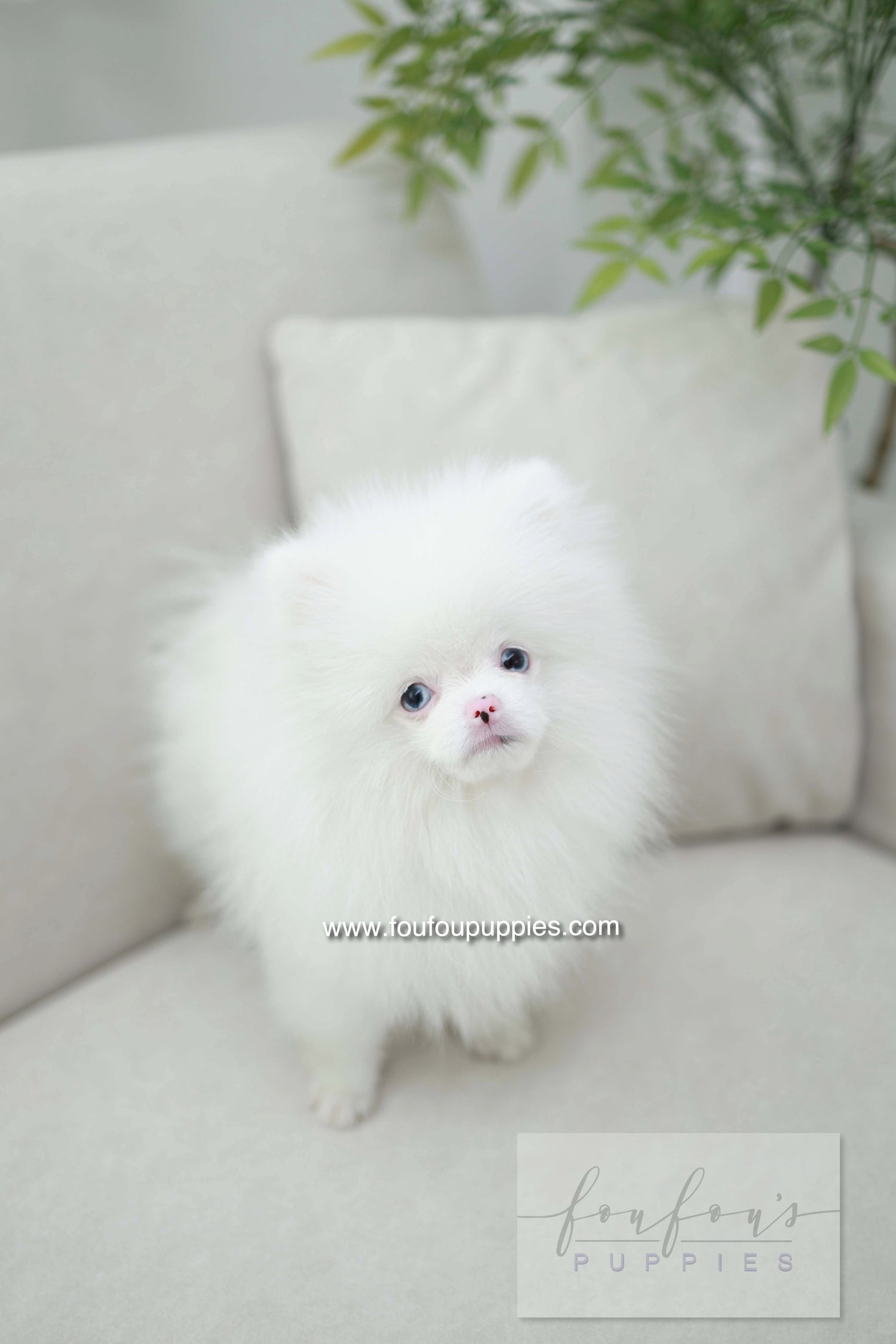 Blue - Pomeranian M.