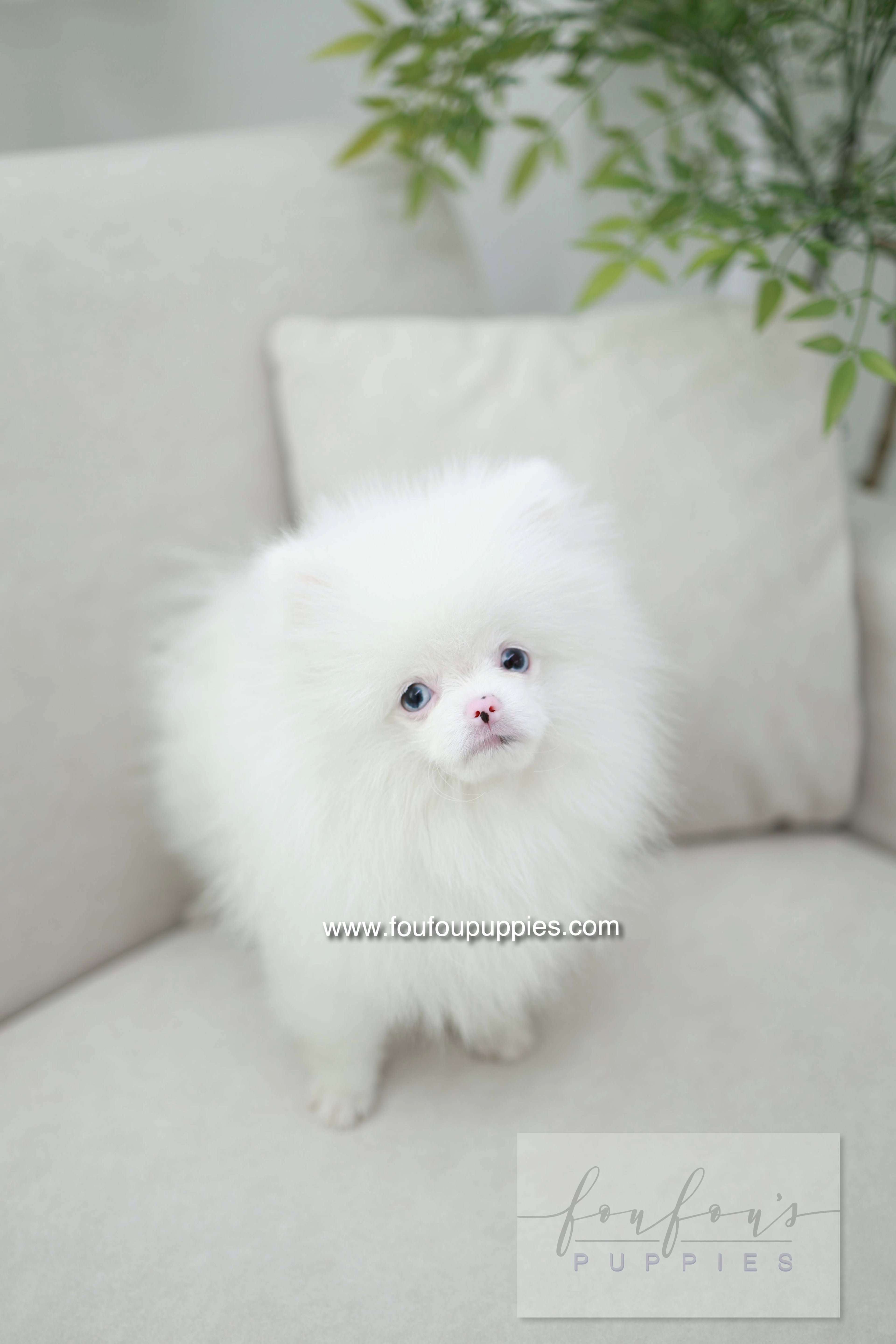 Blue - Pomeranian M.