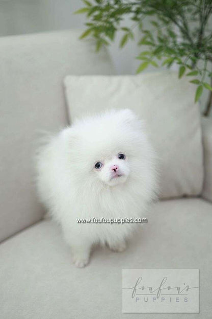 Blue - Pomeranian M.