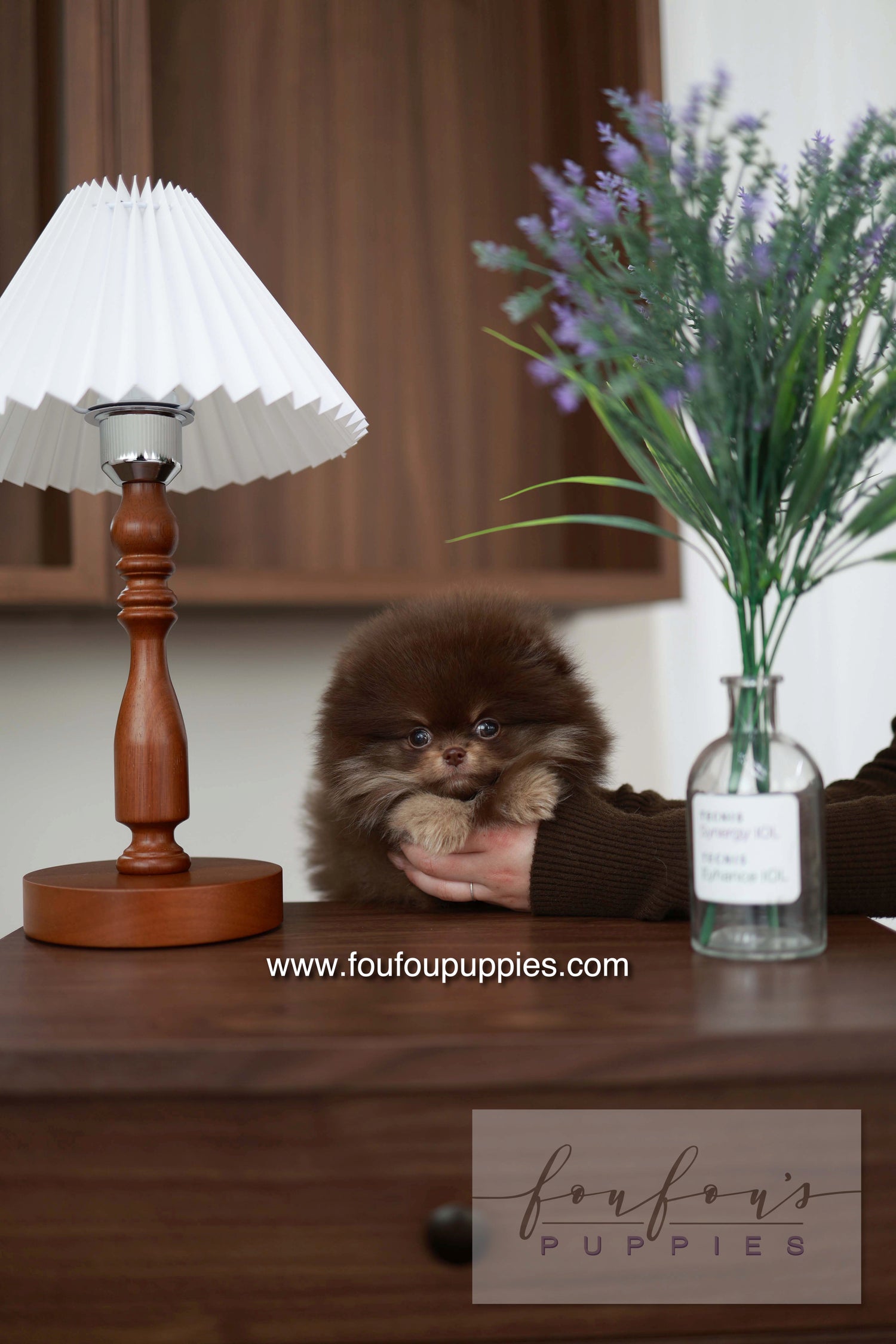 Hershey - Pomeranian M.
