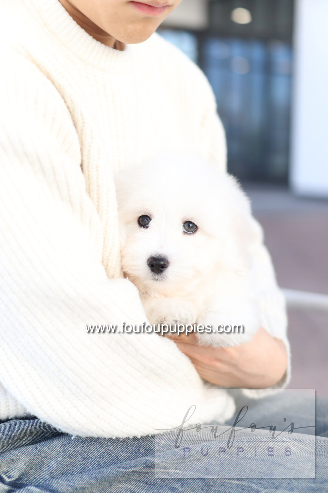 Ruben - Cotton de Tulear M.