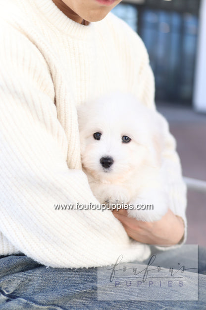 Ruben - Cotton de Tulear M.