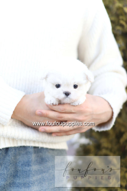 Button - Bichon Frisé M.