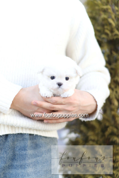 Button - Bichon Frisé M.