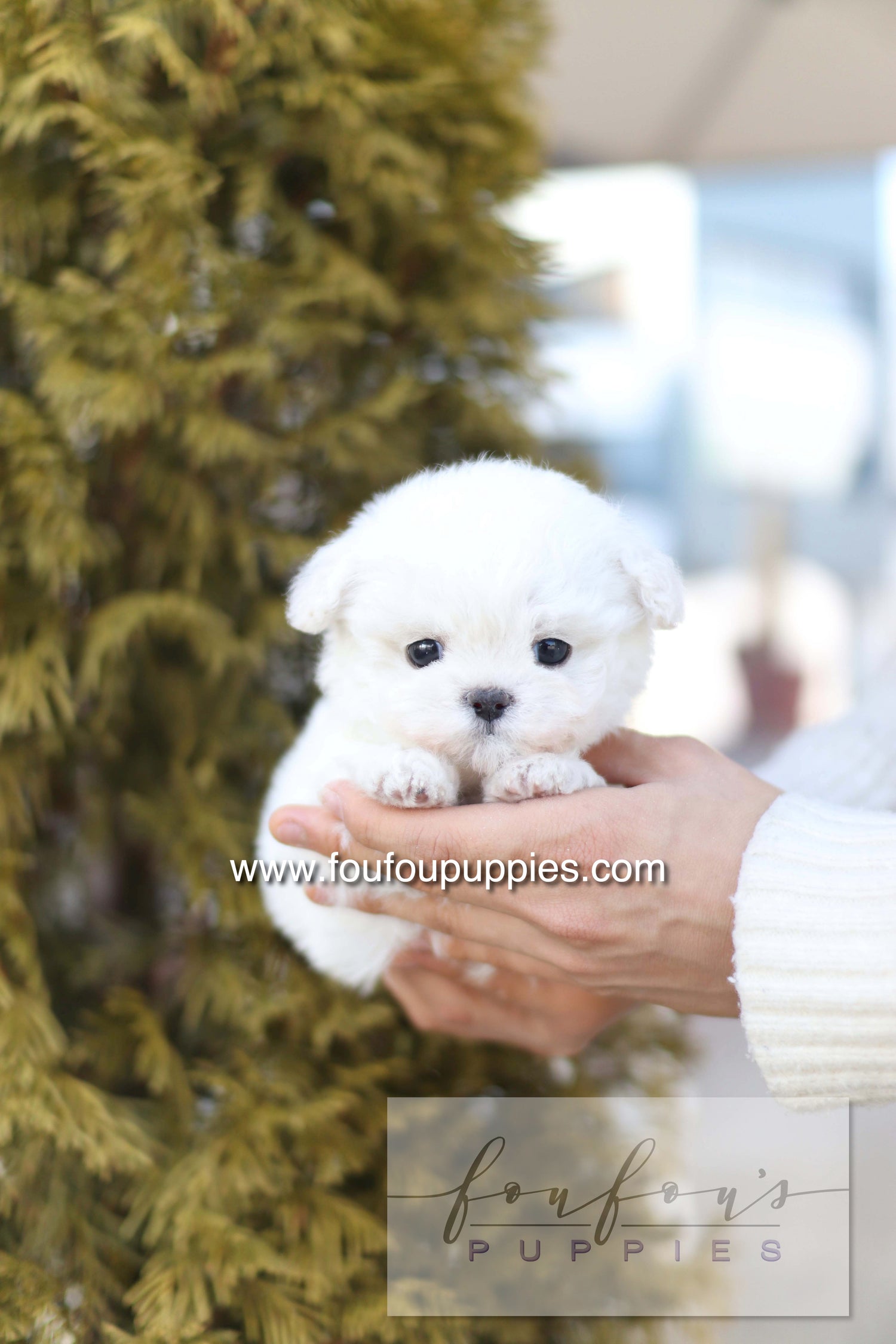 Button - Bichon Frisé M.