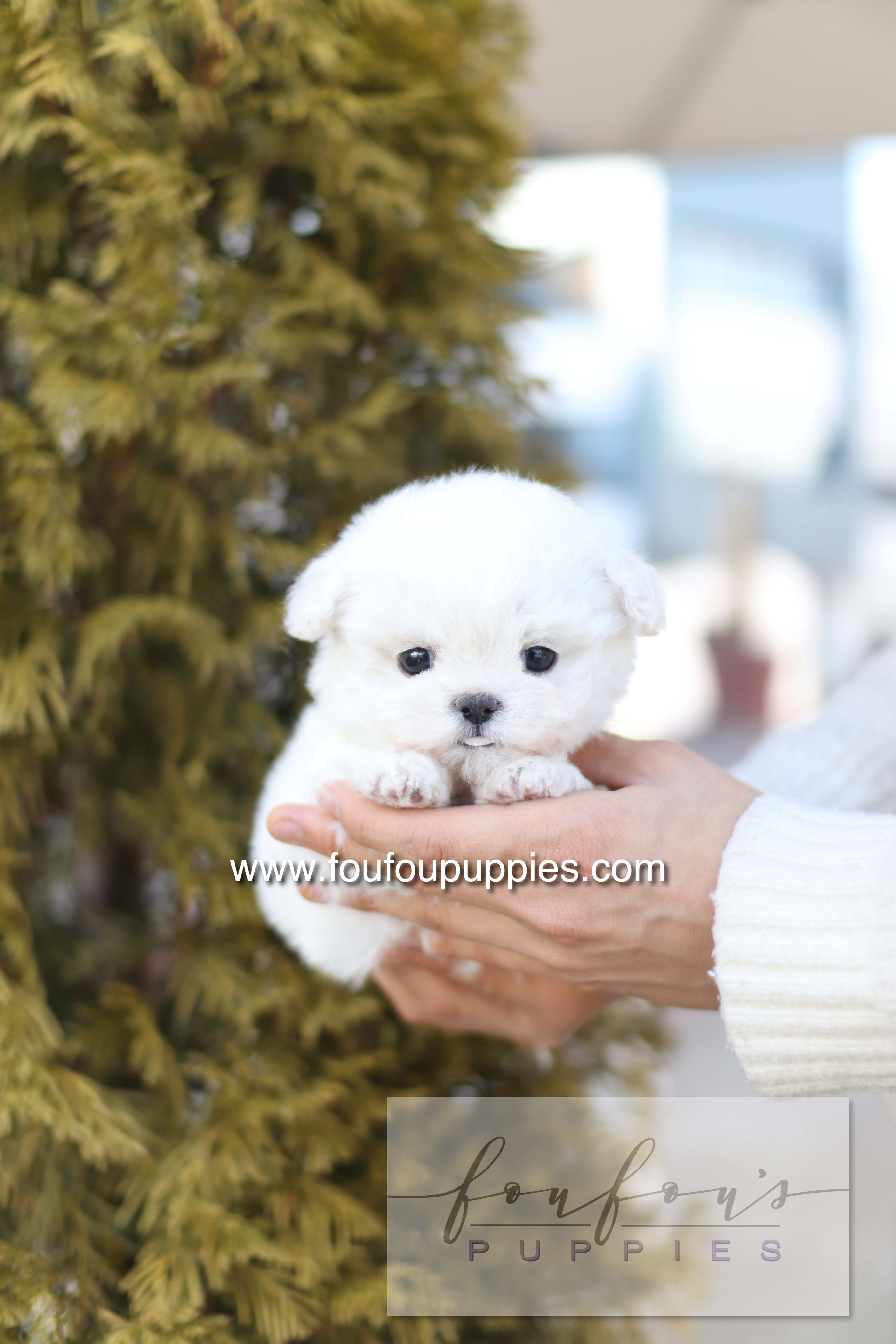 Button - Bichon Frisé M.