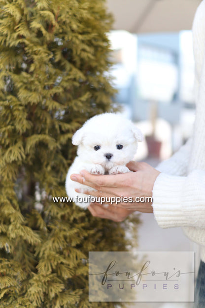 Button - Bichon Frisé M.