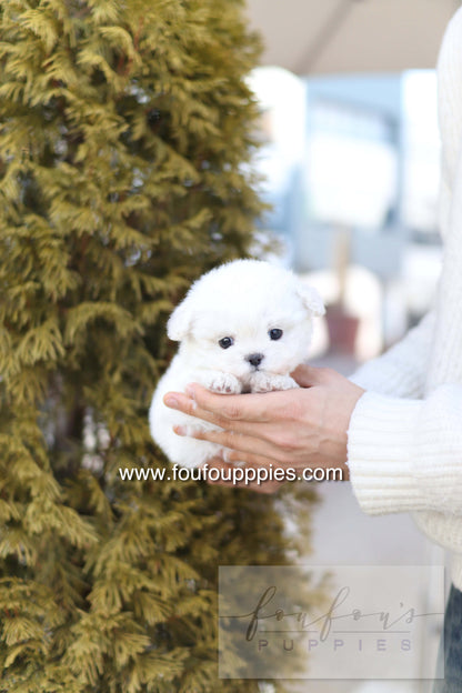 Button - Bichon Frisé M.