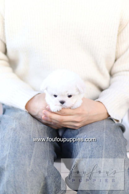 Button - Bichon Frisé M.