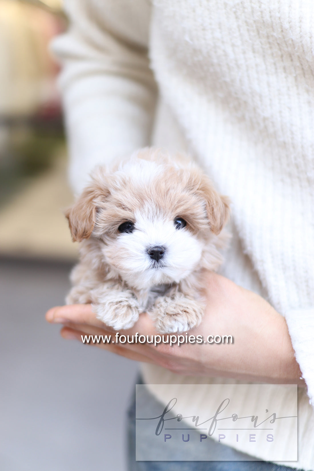 PePe - Maltipoo M.