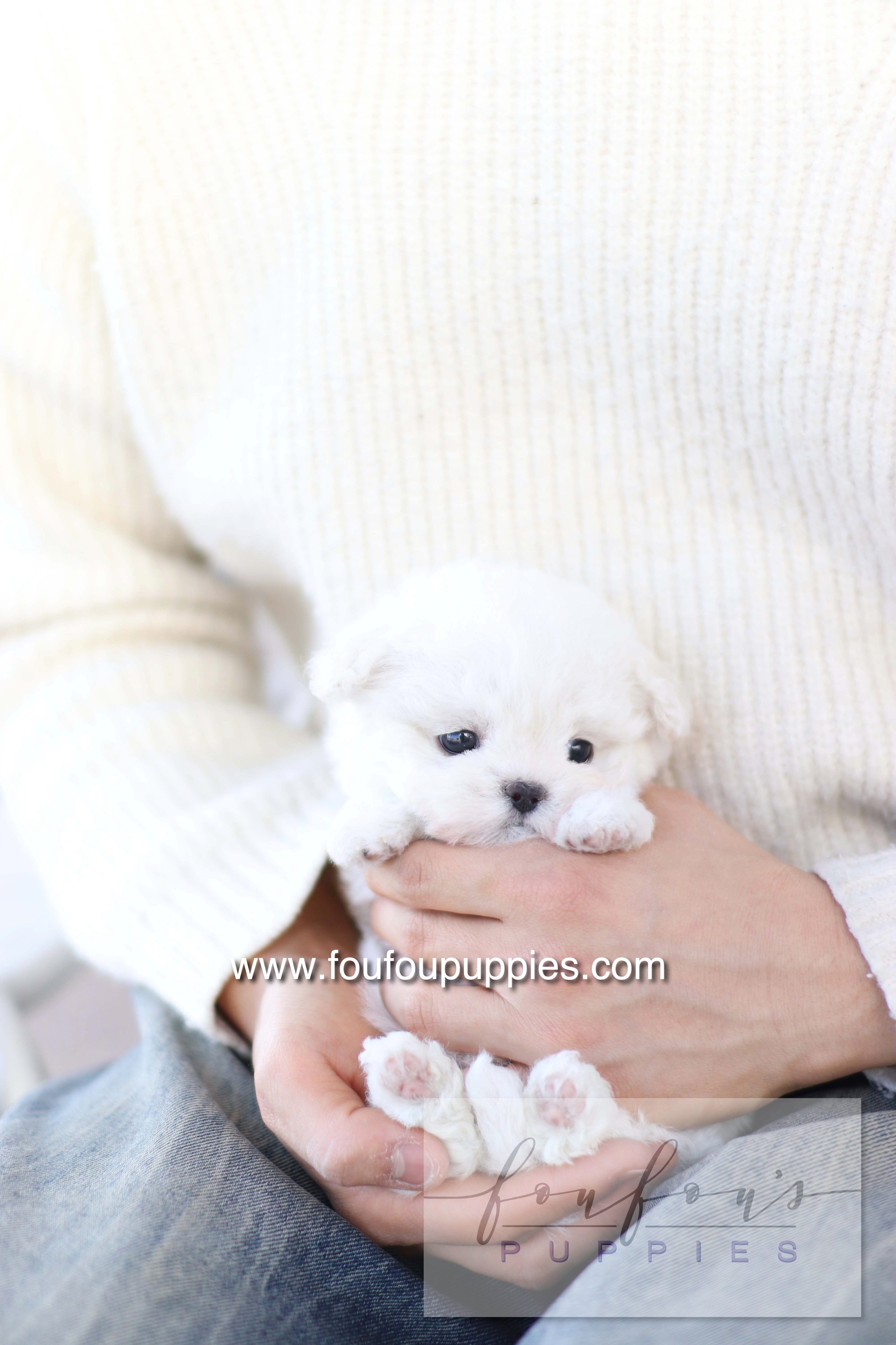 Button - Bichon Frisé M.