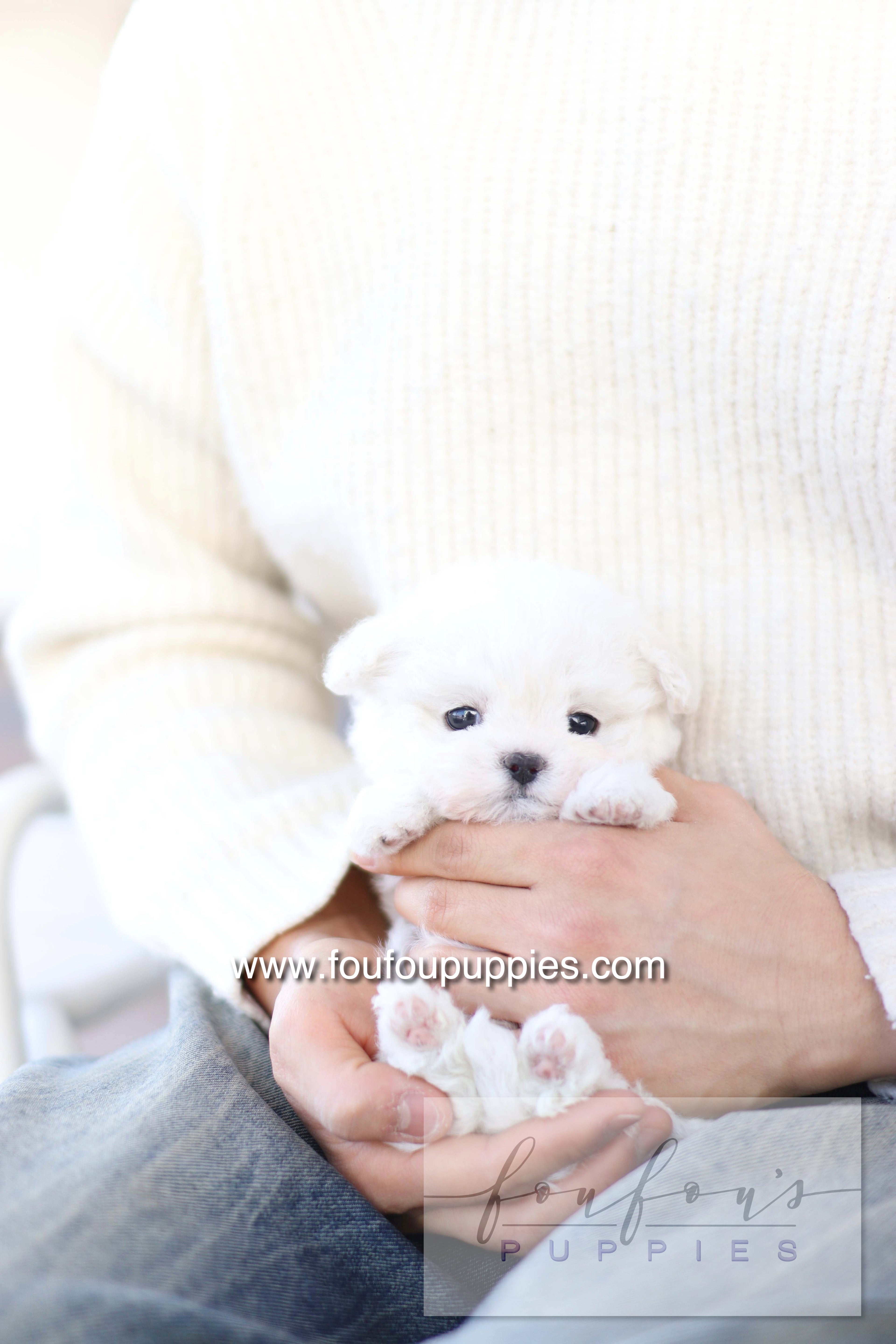 Button - Bichon Frisé M.