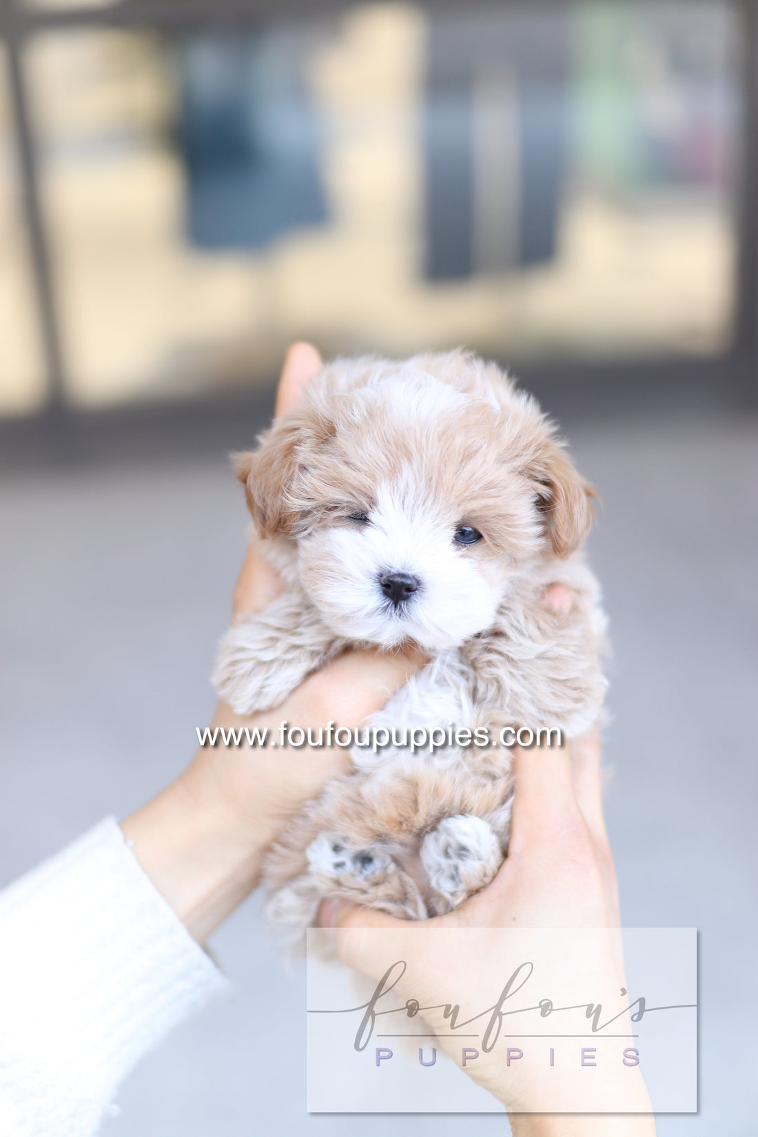 PePe - Maltipoo M.