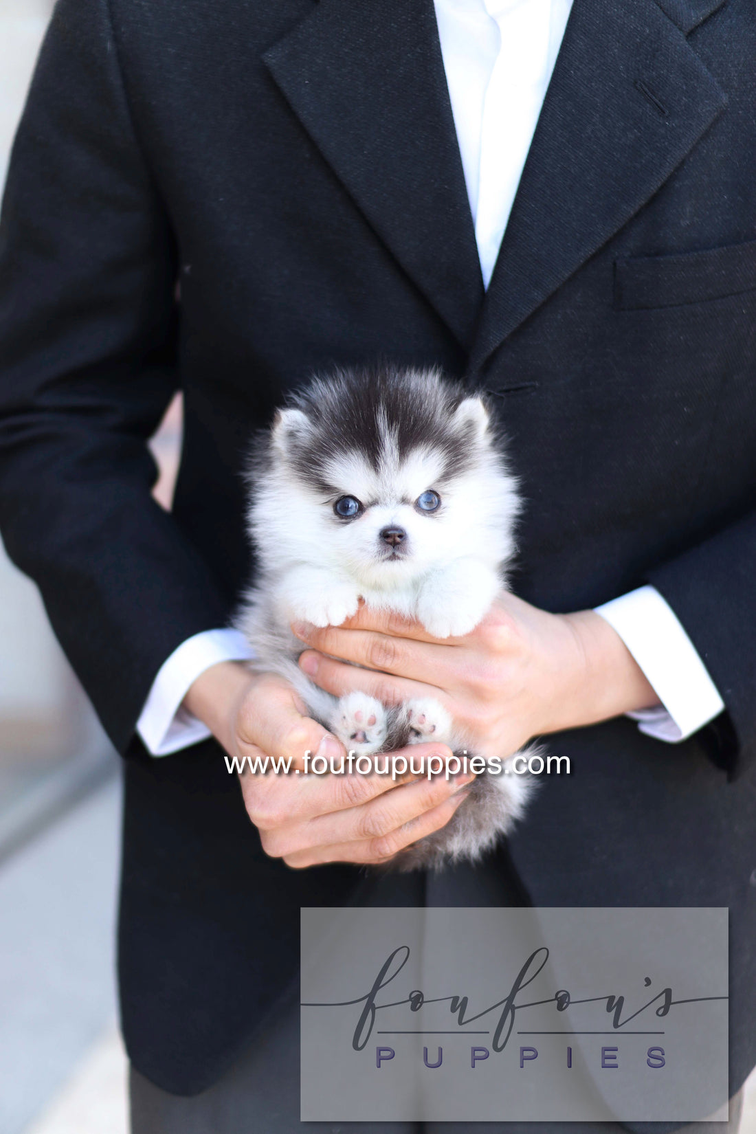 Bisou - Pomsky F.