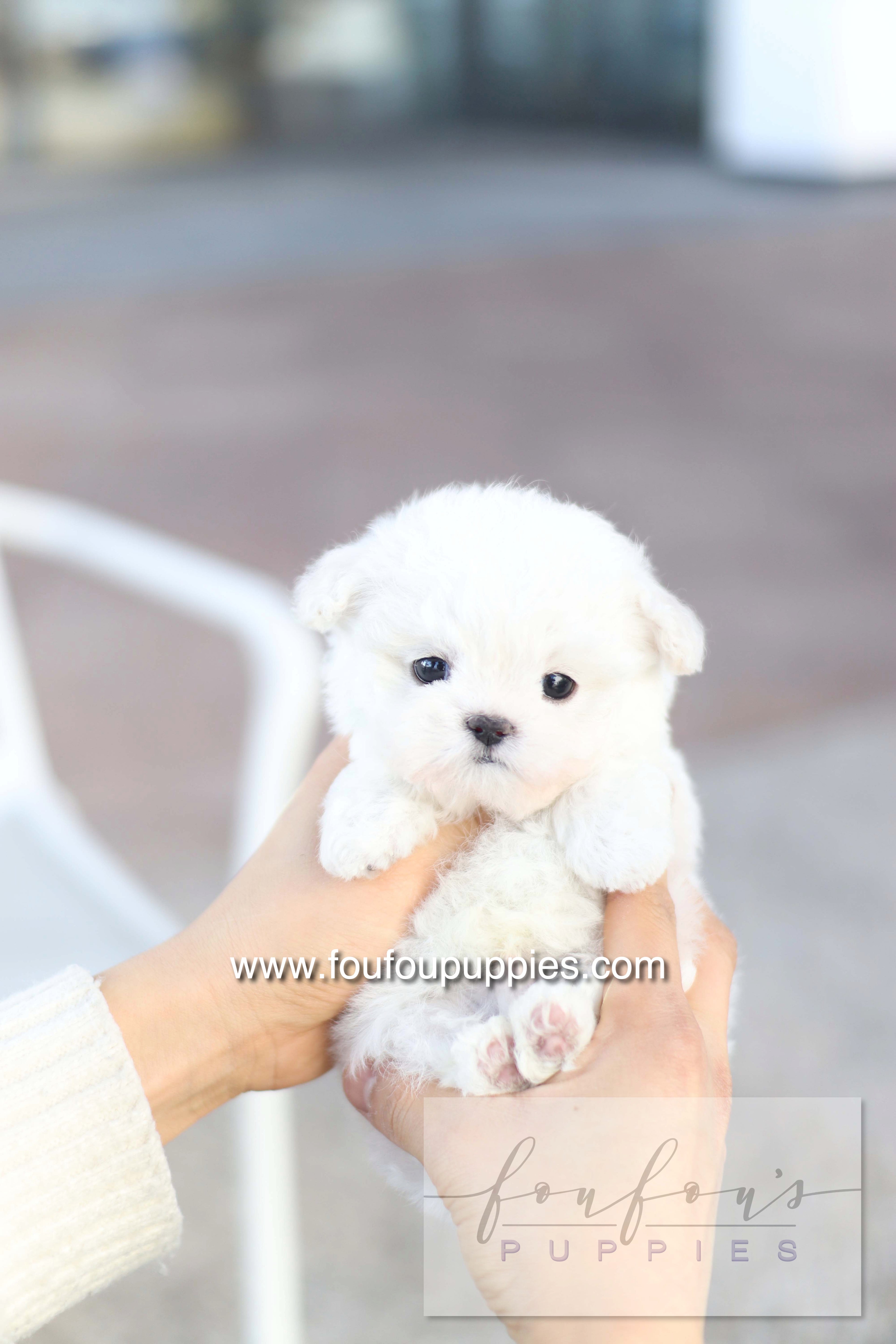 Button - Bichon Frisé M.