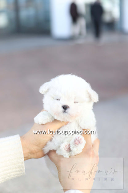 Button - Bichon Frisé M.