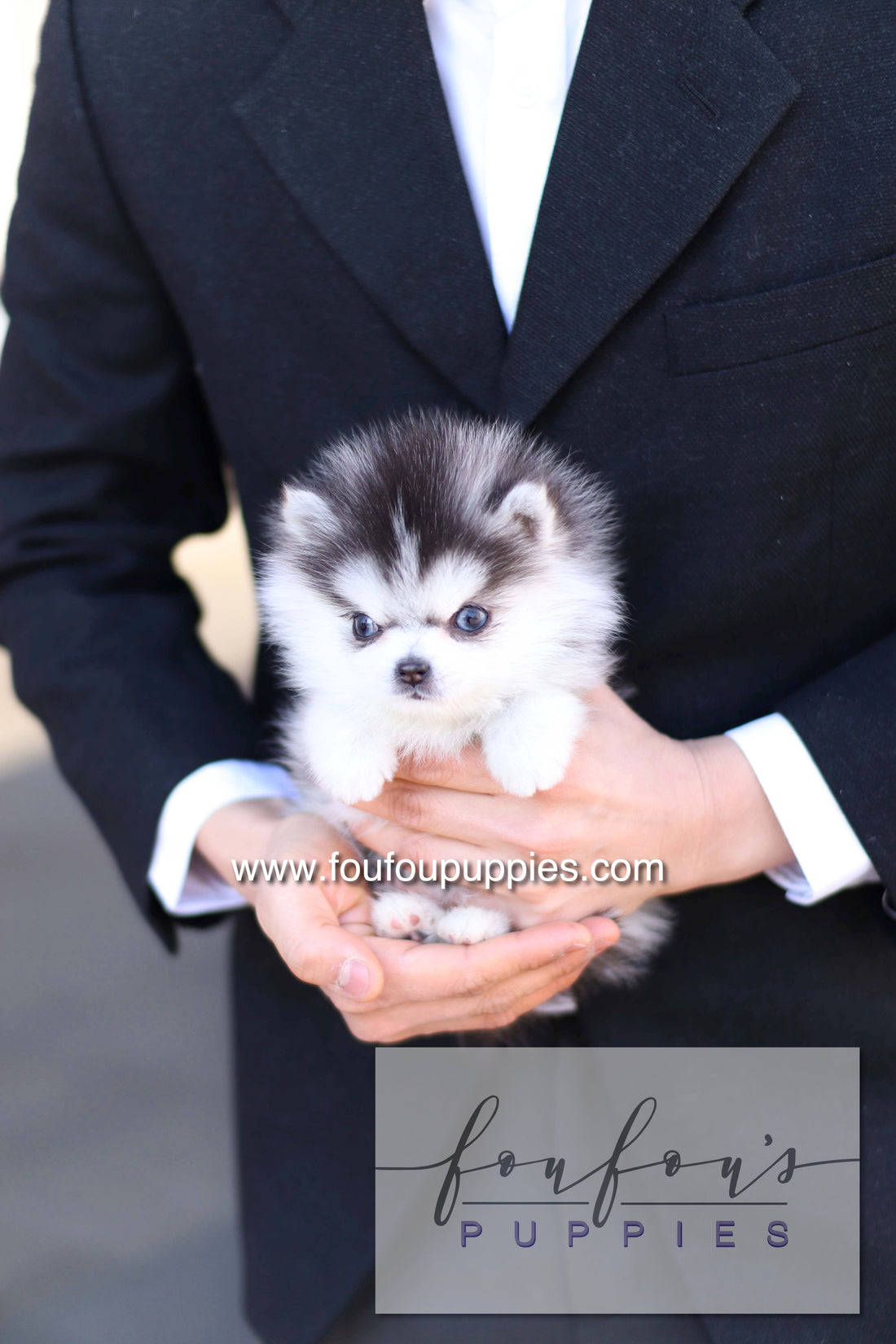 Bisou - Pomsky F. RESERVED