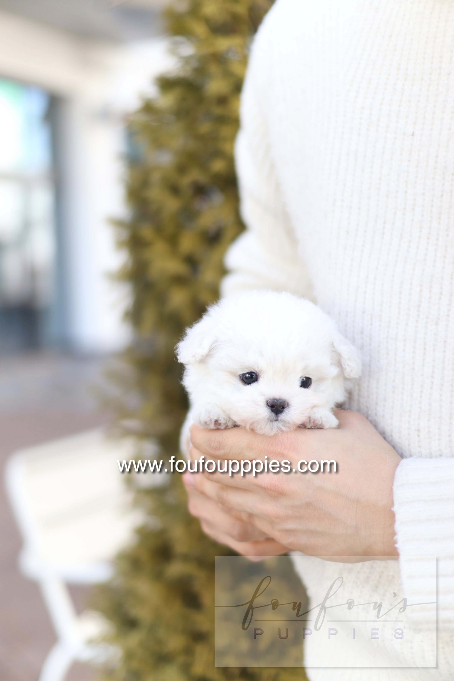 Button - Bichon Frisé M.