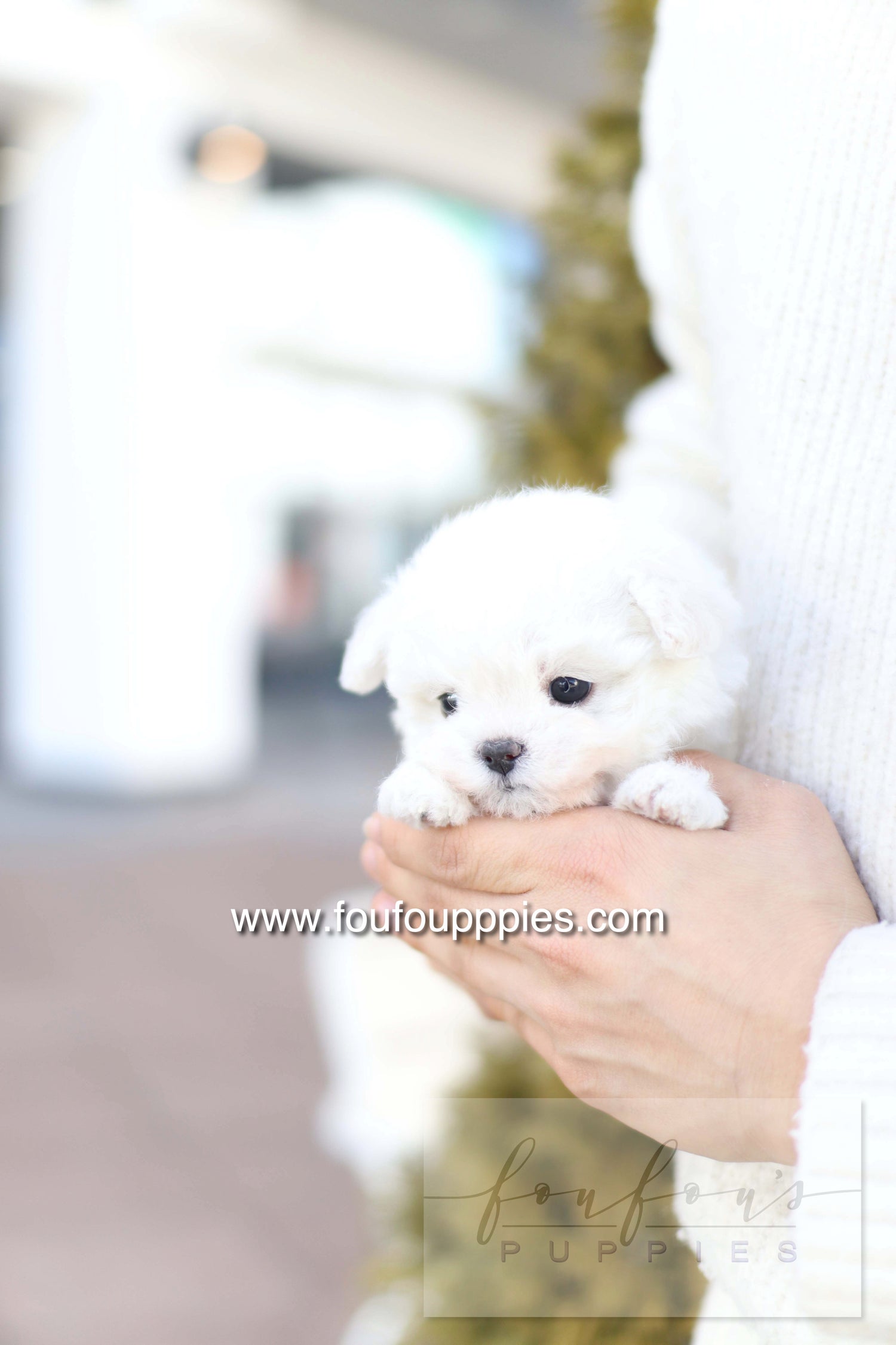 Button - Bichon Frisé M.