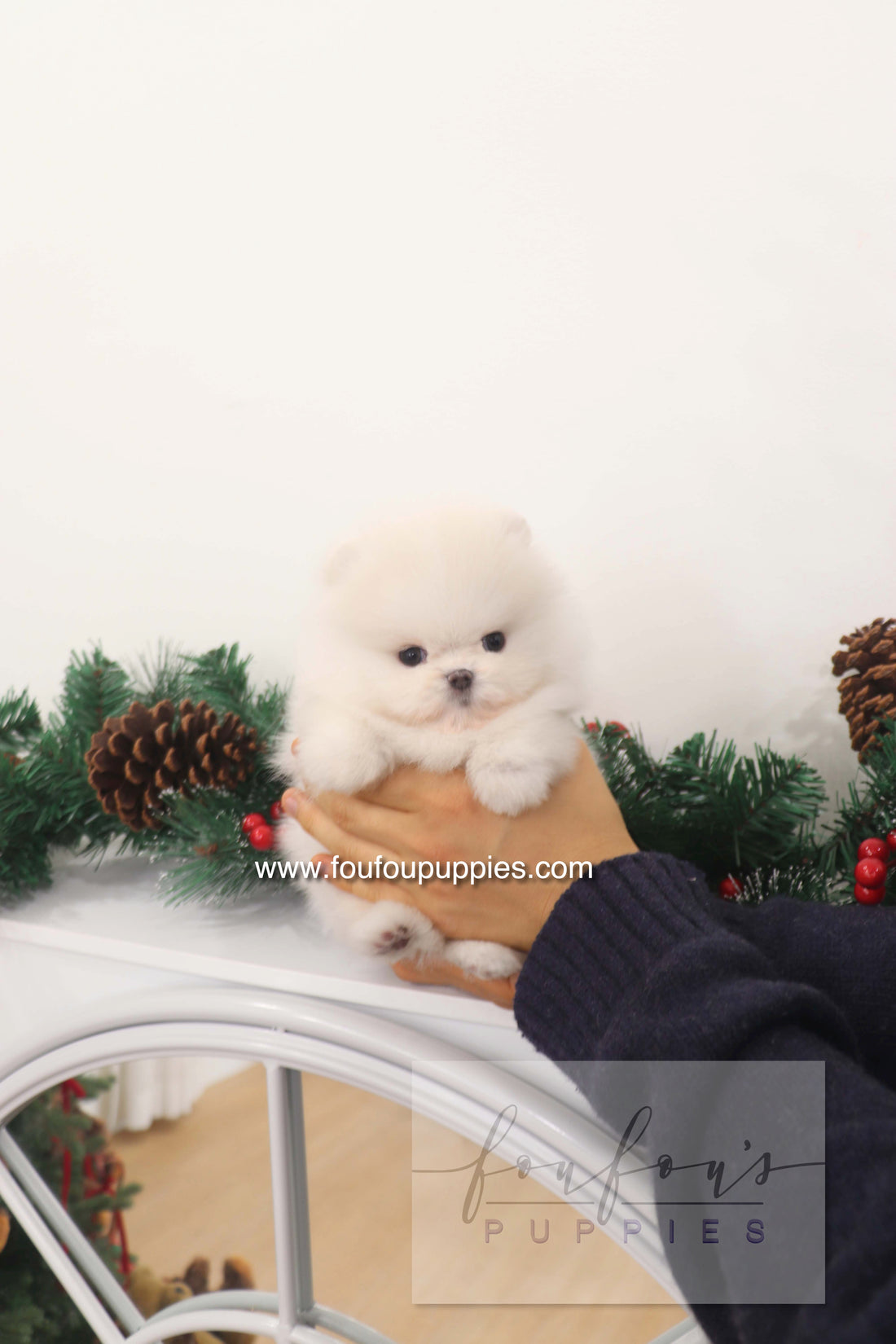 Marshmallow - Pomeranian M.