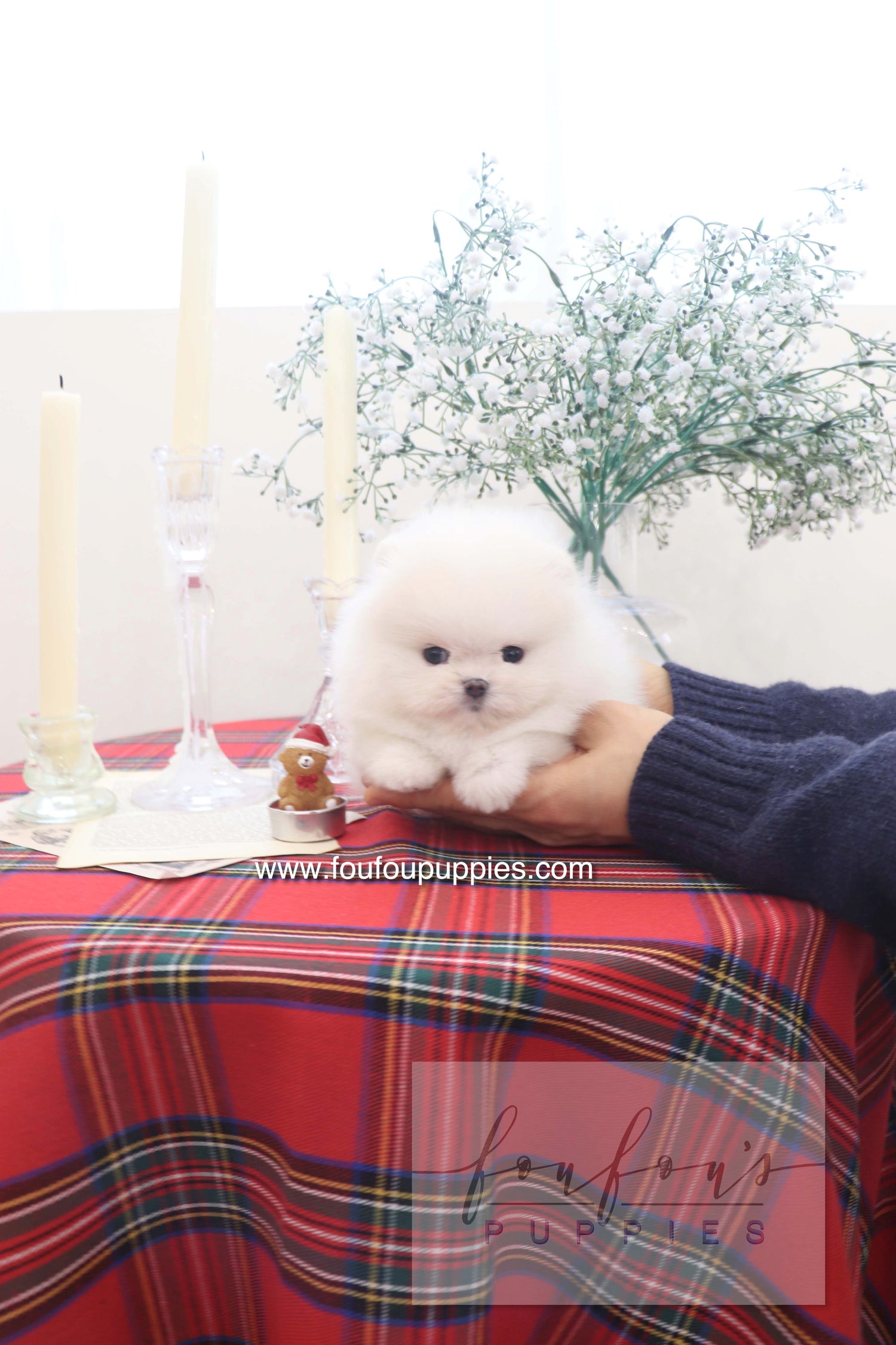 Marshmallow - Pomeranian M.
