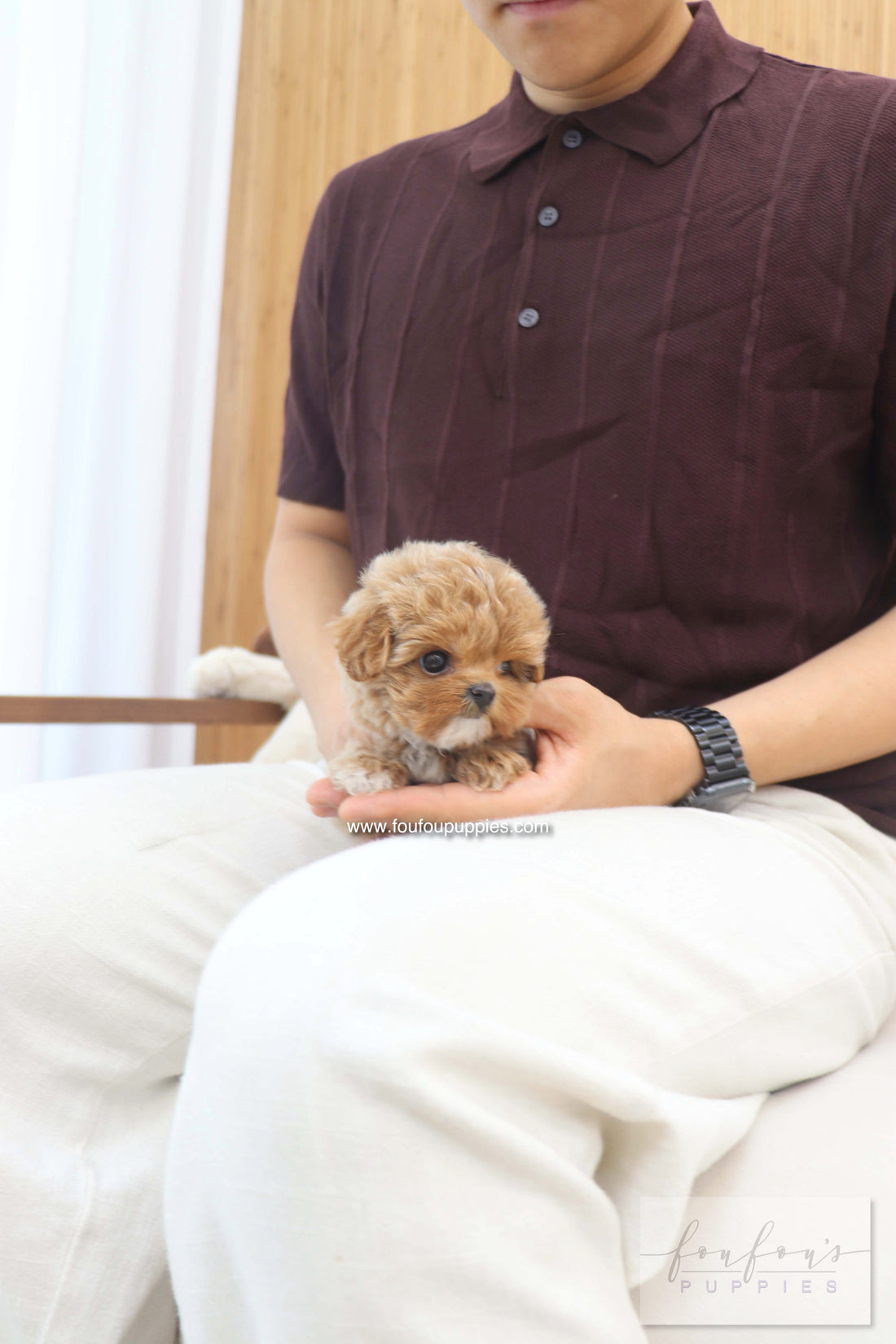 Amalfi - Maltipoo F.
