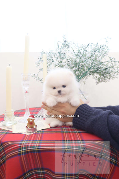 Marshmallow - Pomeranian M.