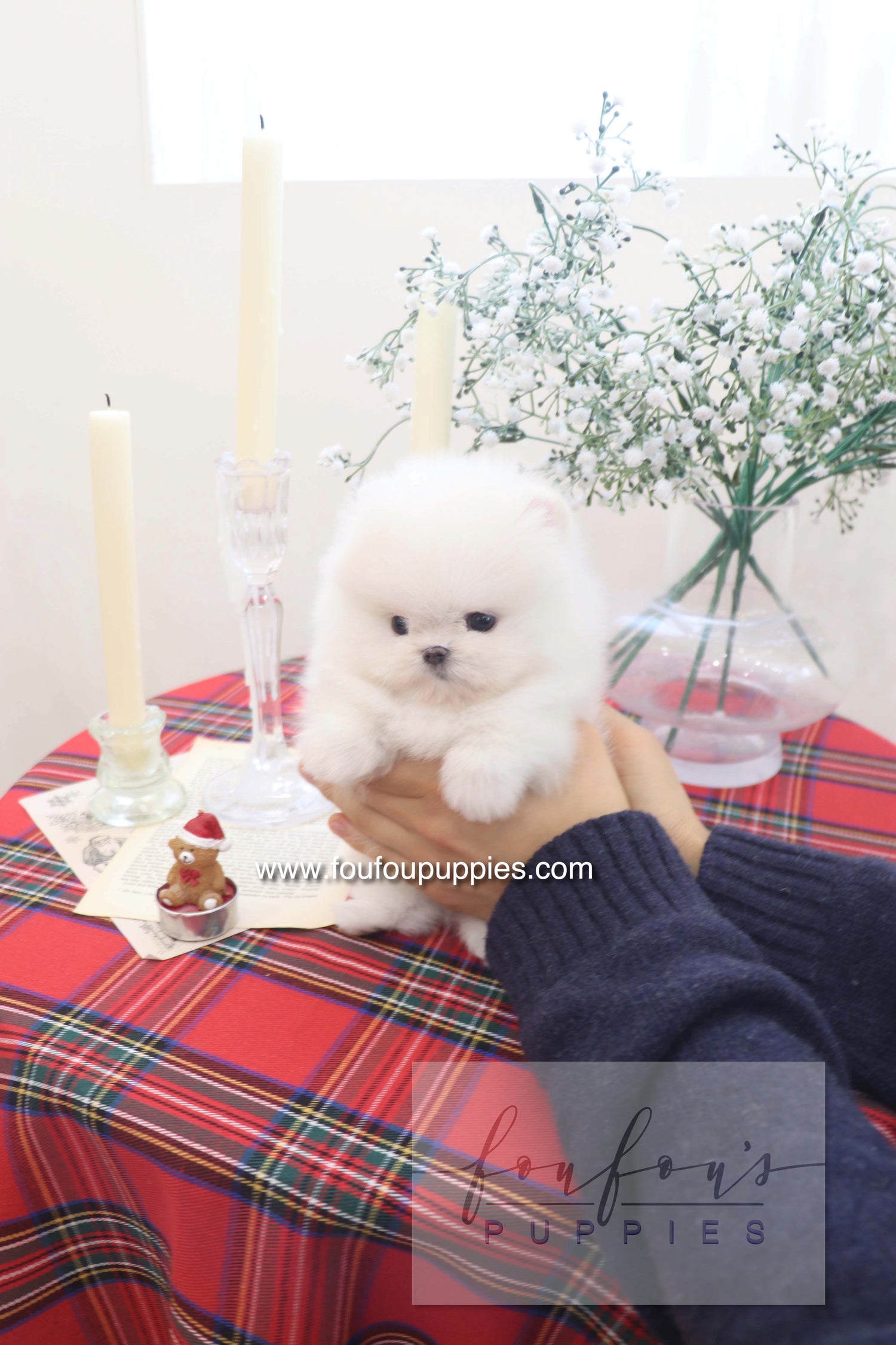 Marshmallow - Pomeranian M.