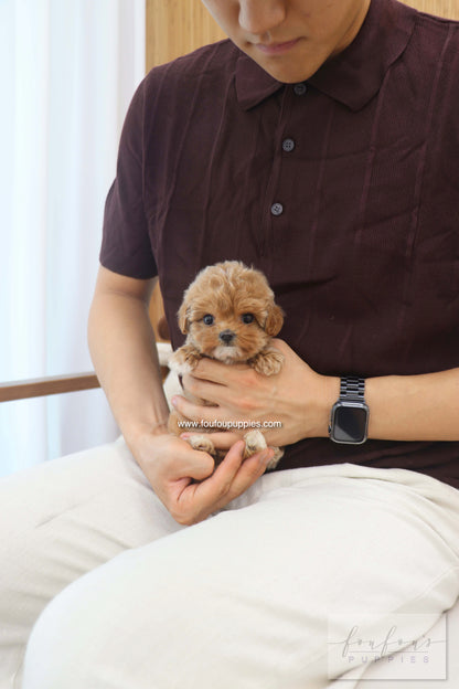 Amalfi - Maltipoo F.