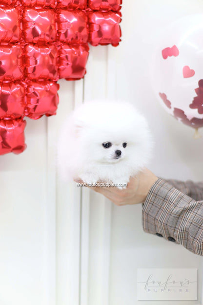 Nieve - Pomeranian F.