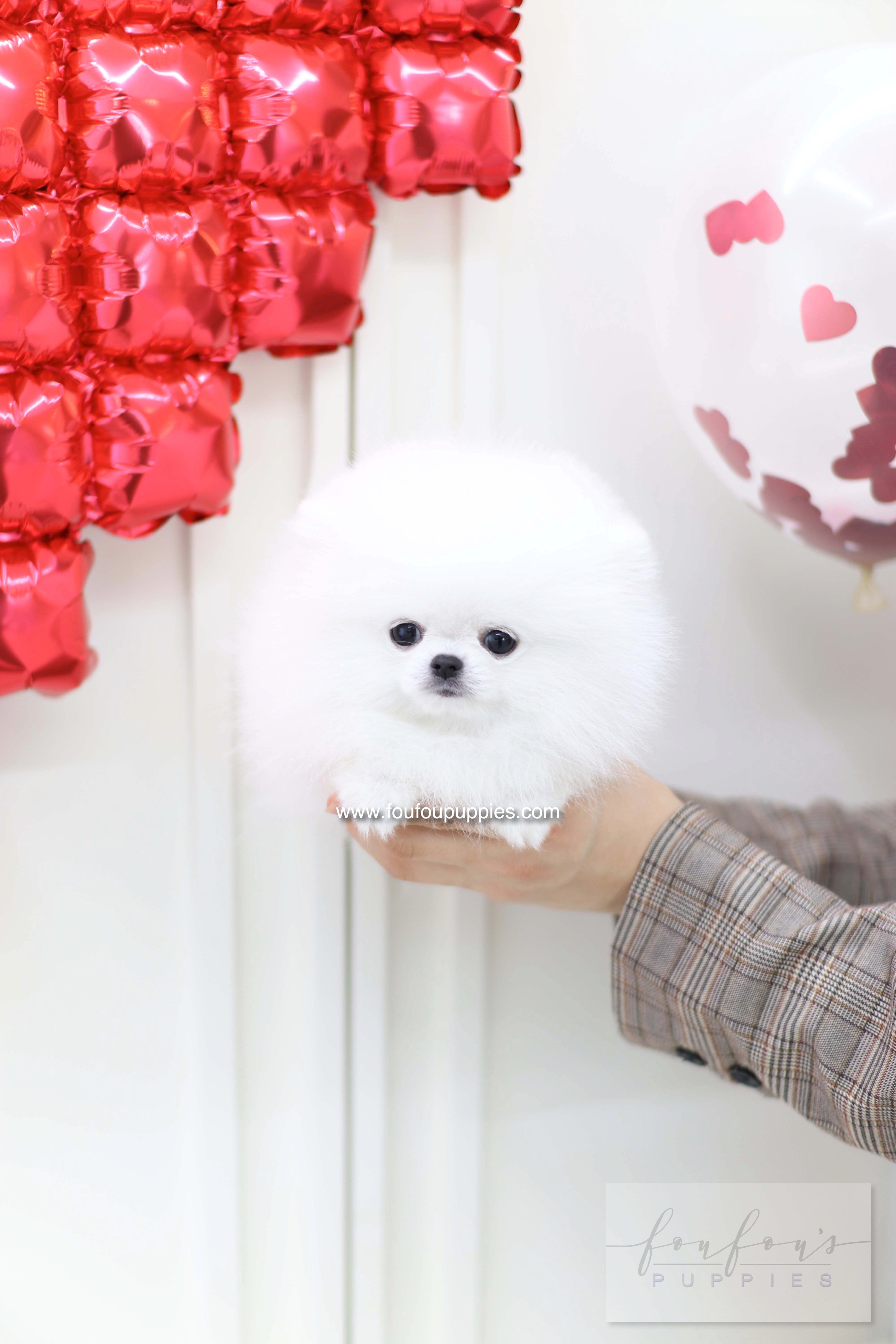 Nieve - Pomeranian F.